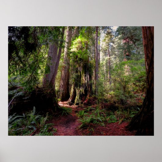 Wälder | Redwood Forest California Poster (Vorne)