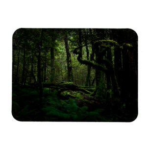 Wälder Routeburn Track Fiordland Nationalpark Magnet
