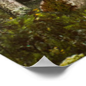 Wälder | Sun Peeking Thru Poster (Ecke)