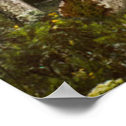 Wälder | Sun Peeking Thru Poster (Ecke)