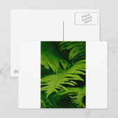 Wälder und Dschungeln Postkarte (Vorne/Hinten)