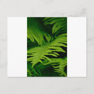 Wälder und Dschungeln Postkarte