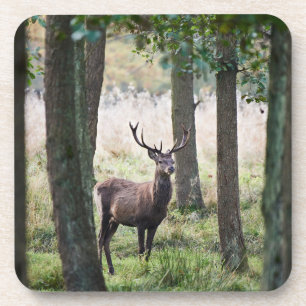 Wälder Wälder und Rotwild Getränkeuntersetzer