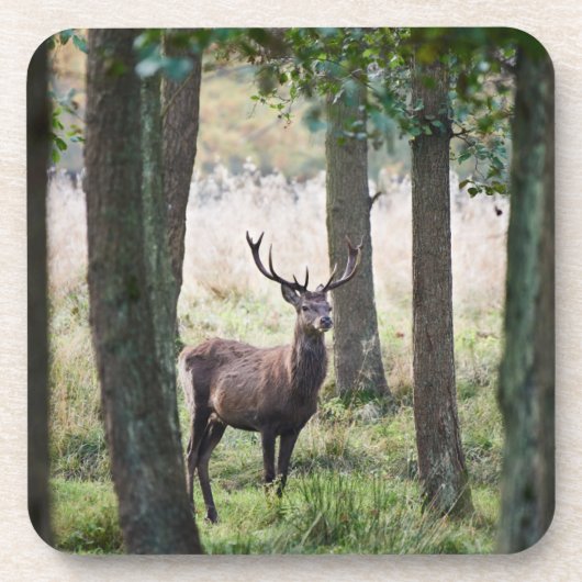 Wälder | Wälder und Rotwild Getränkeuntersetzer (Vorderseite)