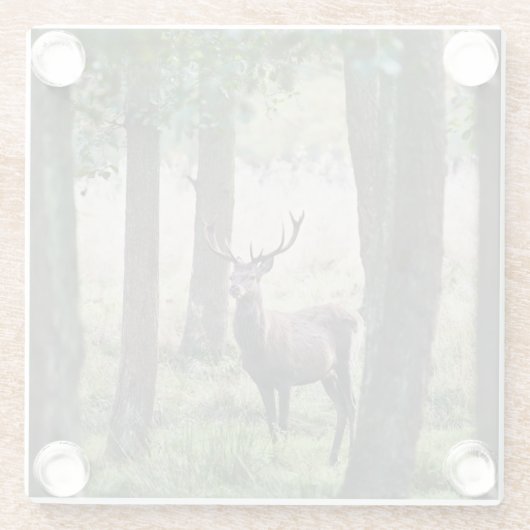Wälder | Wälder und Rotwild Glasuntersetzer (Rückseite)