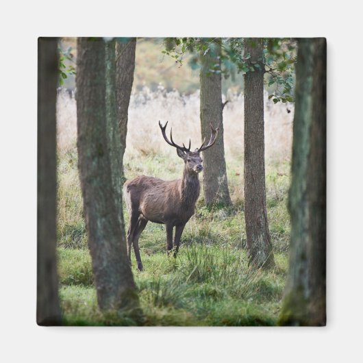 Wälder | Wälder und Rotwild Magnet (Vorne)