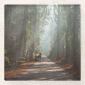 Wälder | Waldland Stag Glasuntersetzer (Vorderseite)