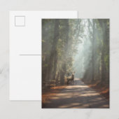 Wälder | Waldland Stag Postkarte (Vorne/Hinten)