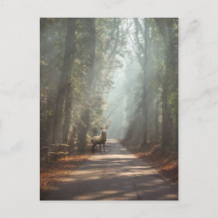 Wälder Waldland Stag Postkarte