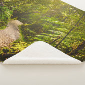 Wälder | Waldwanderweg Sherpadecke (3/4)