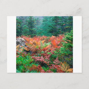 Waldfarbene Ferne im Herbst Acadia Maine Postkarte