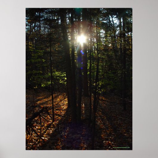 Waldfilter-Poster Poster (Vorne)