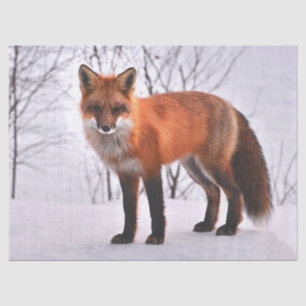 Waldfugenpapier Seidenpapier