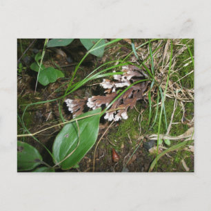 Waldgarten Postkarte