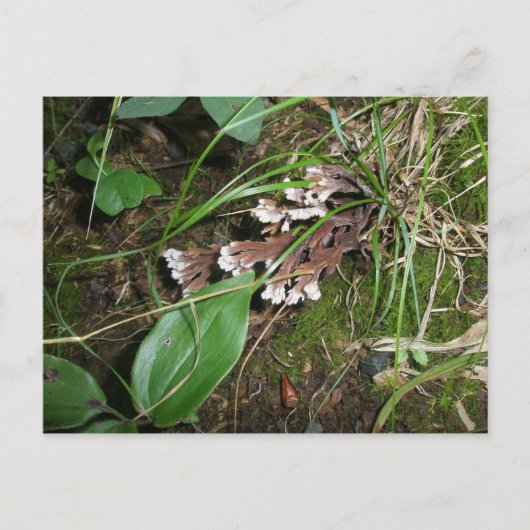 Waldgarten Postkarte (Vorderseite)