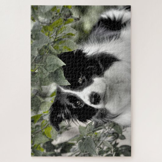 Waldgrenze Collie 1014 Stück Puzzle (Vertikal)