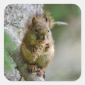 Waldhörnchen auf Ast Quadratischer Aufkleber (Vorderseite)