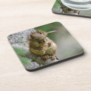 Waldhörnchen – Wildlife Design Getränkeuntersetzer
