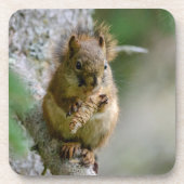 Waldhörnchen – Wildlife Design Getränkeuntersetzer (Vorderseite)