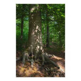 Waldimpression Fotodruck