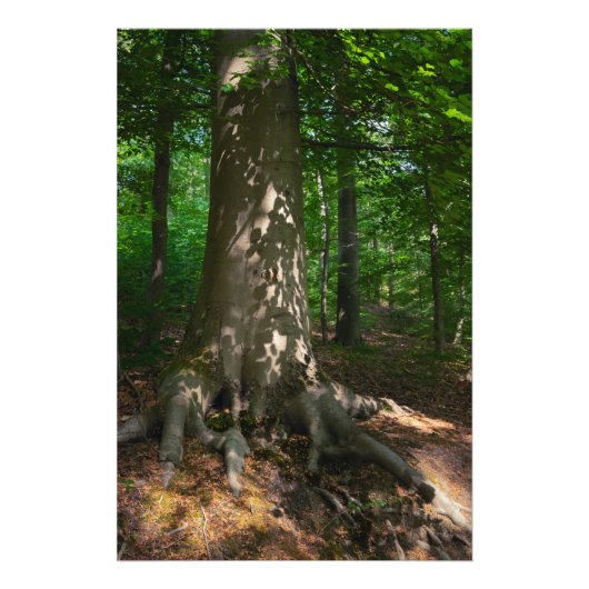 Waldimpression Fotodruck (Vorne)