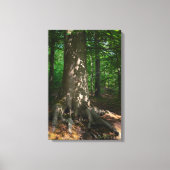 Waldimpression Leinwanddruck (Vorderseite)