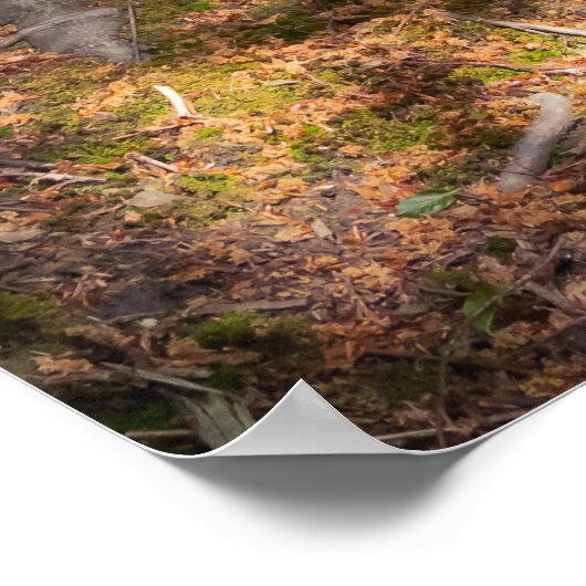 Waldimpression Poster (Ecke)