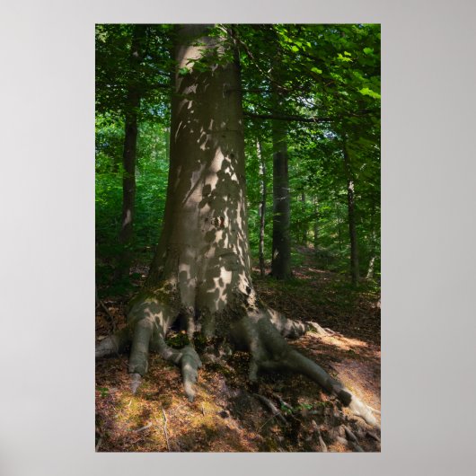 Waldimpression Poster (Vorne)