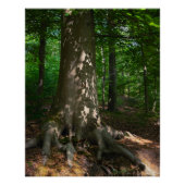 Waldimpression Poster (Vorderseite)