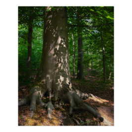 Waldimpression Poster