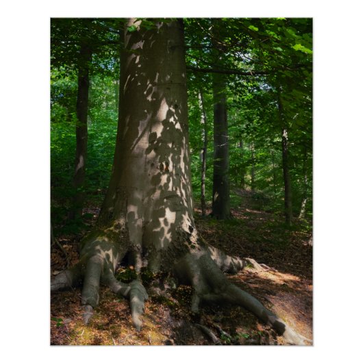 Waldimpression Poster (Vorderseite)