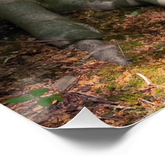 Waldimpression Poster (Ecke)