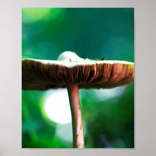 Waldjuwel Poster (Vorne)