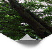 Waldkanopie 01 poster (Ecke)