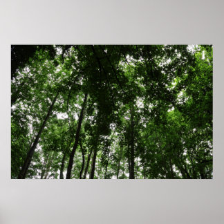 Waldkanopie 01 poster