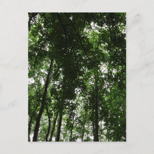 Waldkanopie 01 postkarte (Vorderseite)