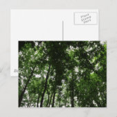 Waldkanopie 01 postkarte (Vorne/Hinten)