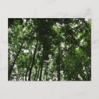 Waldkanopie 01 postkarte