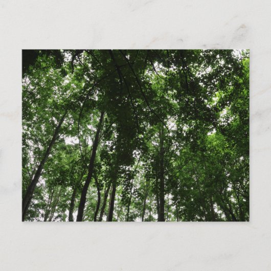 Waldkanopie 01 postkarte (Vorderseite)