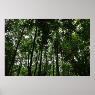 Waldkanopie 02 poster
