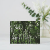 Waldkanopie 02 postkarte (Stehend Vorderseite)