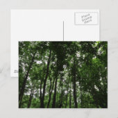 Waldkanopie 02 postkarte (Vorne/Hinten)