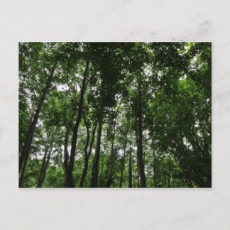 Waldkanopie 02 postkarte