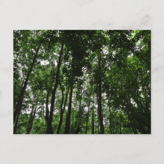 Waldkanopie 02 postkarte (Vorderseite)