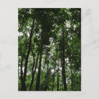 Waldkanopie 02 postkarte