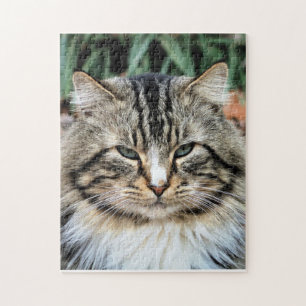 Waldkatze Herausforderndes Foto Puzzle