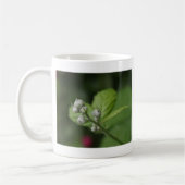 Waldknospen der Blume Kaffeetasse (Links)