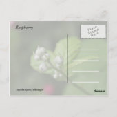 Waldknospen der Blume Postkarte (Rückseite)