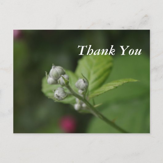 Waldknospen der Blume Postkarte (Vorderseite)