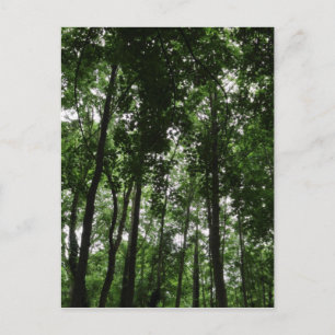 Waldkrone 02 postkarte